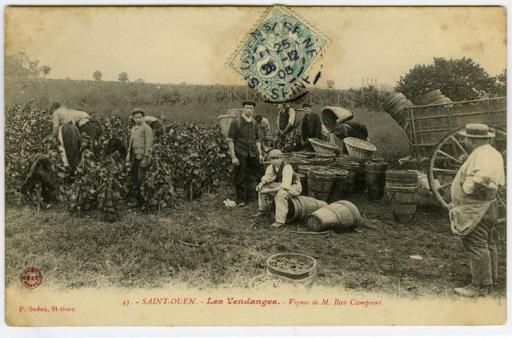 Saint-Ouen - Les vendanges dans les vignes de M. Bon Compoint. diteur P. Sudan  Archives dpartementales du 93