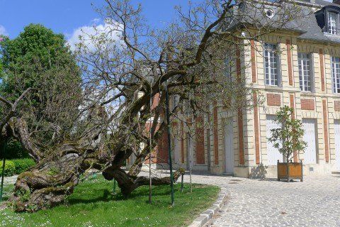 arbre Catalpa de 1782  Gournay sur Marne- C photo Eve Golomer