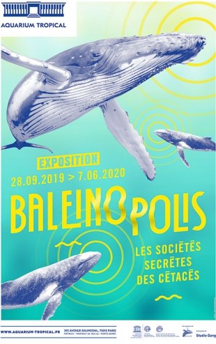 Baléinopolis à l'Aquarium de la Porte Dorée