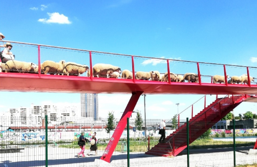 Transhumance