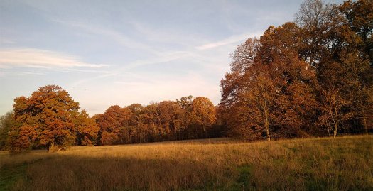 Bois Saint-Martin