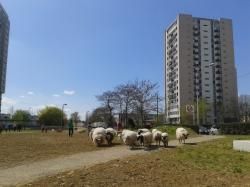 Transhumance urbaine avec Clinamen