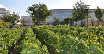 Vineyard in Noisy-le-Grand (Paris)