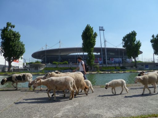 transhumance stade de france