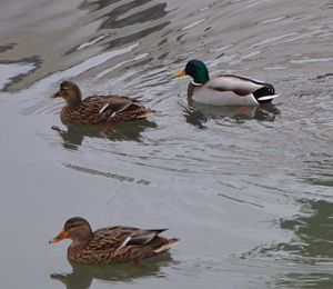 Les canards sur les plans d'eau en Seine-Saint-Denis