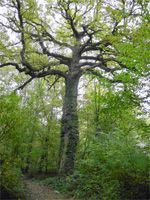 Bois de Bernouille