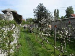 Les murs à pêches