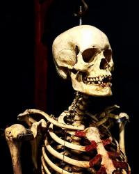 Squelette humain stand Mes découvertes à Dauphine