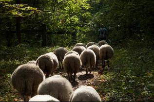 Transhumance avec les moutons de Clinamen