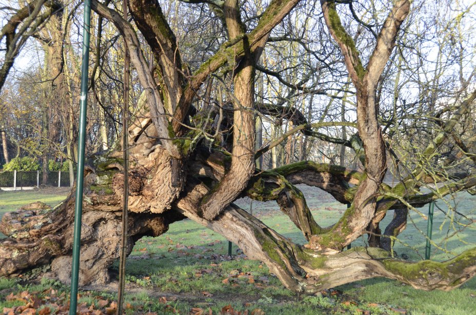 Catalpa de Gournay-sur-Marne Arbre remarquable de France