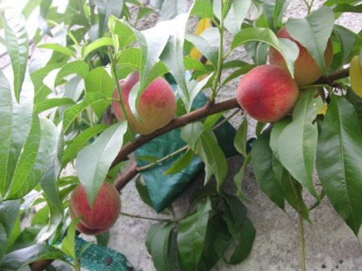 Les murs  peches  Montreuil - 93 - Guide des jardins remarquables en Ile-de-France