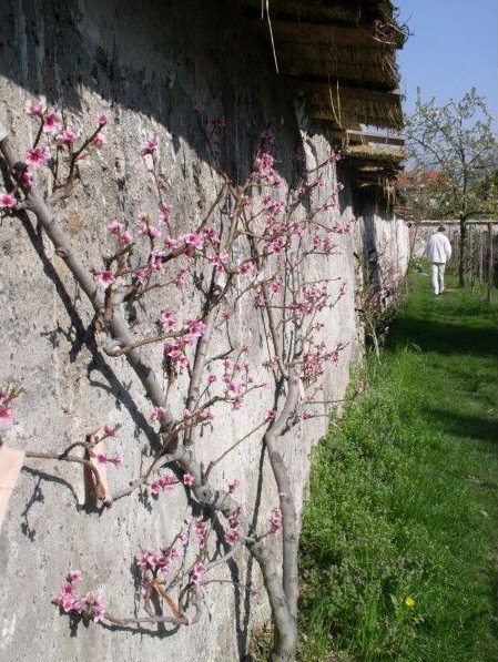 Murs  pches de Montreuil