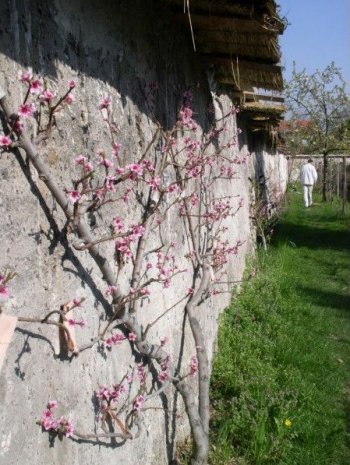 Plan des murs  pches de Montreuil