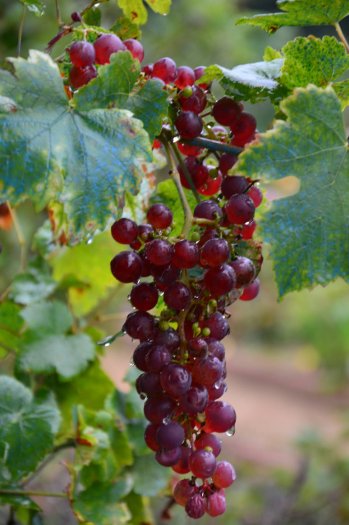 Fte de la vigne et des produits du terroir de Seine-Saint-Denis