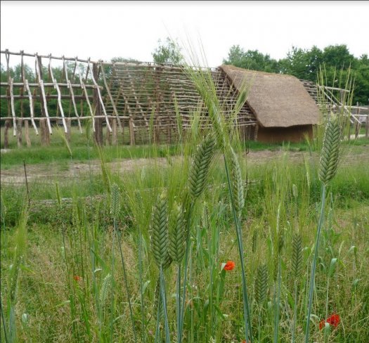 Archosite de la Haute-le