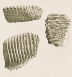 Fragment de molaire de mammouth (mégafaune quaternaire, Montreuil)