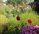 Le Jardin du ct des roches brunes  Montreuil