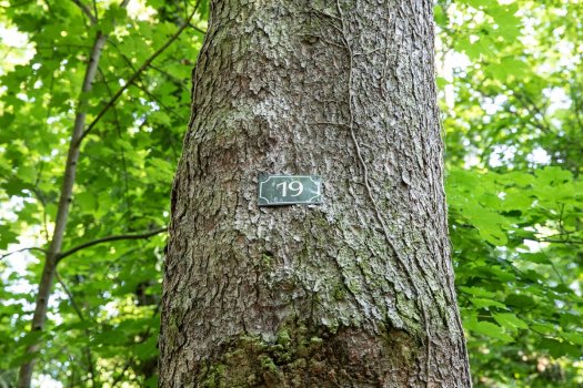 Les arbres remarquables du parc forestier de la Poudrerie