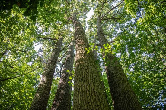 Chêne à 5 pieds du parc de la Poudrerie Sevran-Livry
