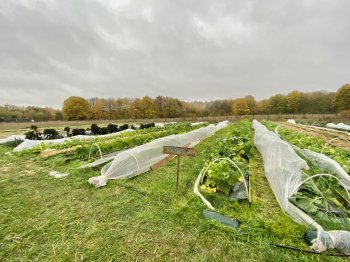 Potager du Grand Paname - novembre 2022