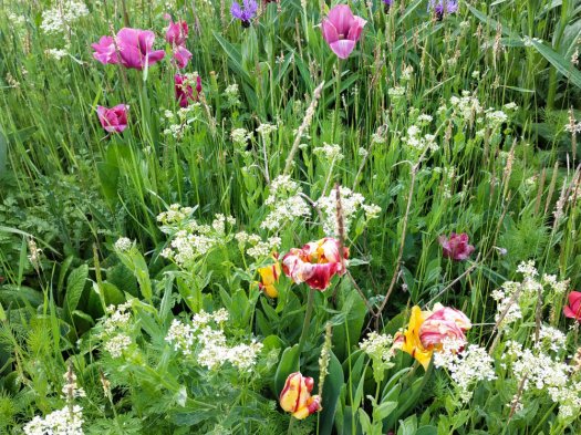 March aux Fleurs de Noisy le Grand