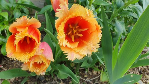 Fte des Tulipes 2025