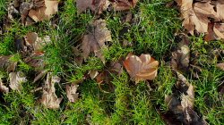 automne ambiance - CDT93