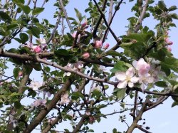 fleurs de pommier - printemps - photo cdt93lp