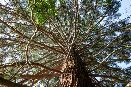 Les arbres remarquables  dcouvrir