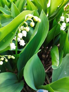 1e mai, s'offir du muguet