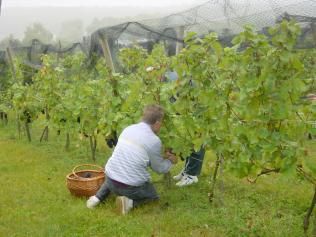 Clos de Bron - wine in Coubron - Paris