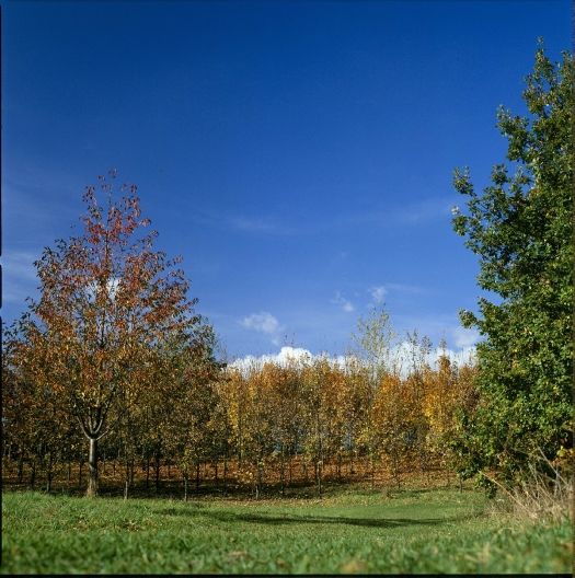 Parc dpartemental du Sausset