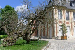 Le catalpa (18e sicle) dans le jardin du chteau de Gournay