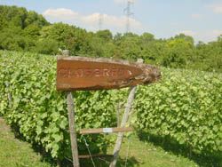 Vignes de Coubron  Mairie de Coubron